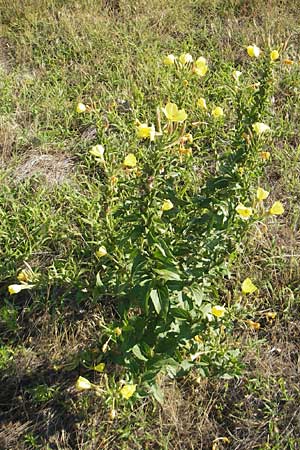 Oenothera fallax / Intermediate Evening Primrose, D Mannheim 12.7.2011