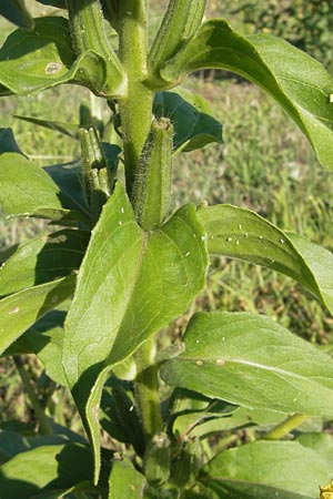 Oenothera fallax / Intermediate Evening Primrose, D Mannheim 12.7.2011