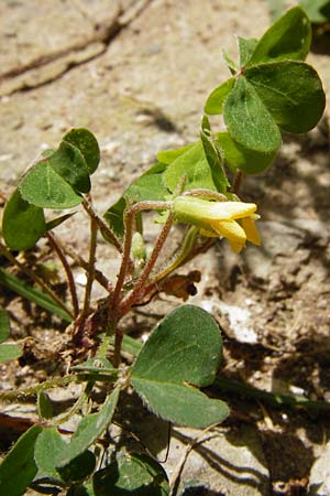 Oxalis dillenii \ Dillenius' Sauerklee, D Mannheim 18.5.2014