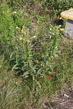 Oenothera drawertii \ Drawerts Nachtkerze / Drawert's Evening Primrose, D Graben-Neudorf 15.7.2014