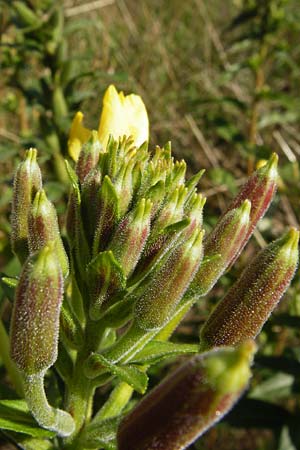 Oenothera fallax \ Tuschende Nachtkerze, D Graben-Neudorf 19.7.2014