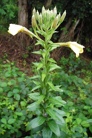 Oenothera fallax / Intermediate Evening Primrose, D Graben-Neudorf 21.7.2014