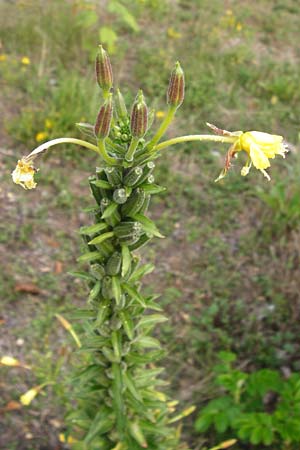 Oenothera fallax ? \ Tuschende Nachtkerze, D Hanau 26.7.2014