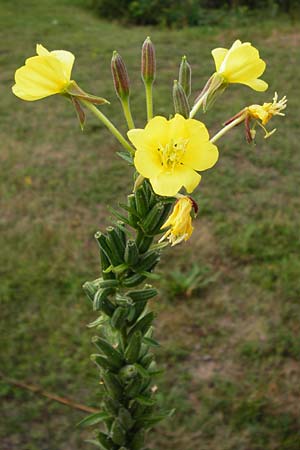 Oenothera fallax ? \ Tuschende Nachtkerze / Intermediate Evening Primrose, D Hanau 3.8.2014