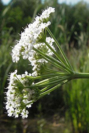 Oenanthe aquatica \ Groer Wasserfenchel, Pferdesaat / Fine-Leaved Water Dropwort, D Hemsbach 9.7.2007