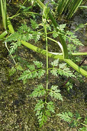 Oenanthe aquatica \ Groer Wasserfenchel, Pferdesaat / Fine-Leaved Water Dropwort, D Hemsbach 9.7.2007