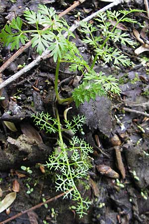 Oenanthe aquatica / Fine-Leaved Water Dropwort, D Hemsbach 13.5.2009