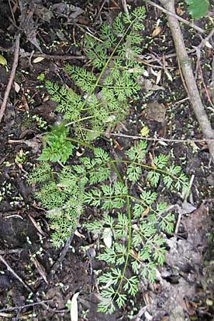 Oenanthe aquatica \ Groer Wasserfenchel, Pferdesaat / Fine-Leaved Water Dropwort, D Hemsbach 13.5.2009