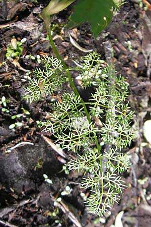 Oenanthe aquatica \ Groer Wasserfenchel, Pferdesaat, D Hemsbach 13.5.2009