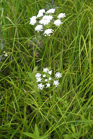 Oenanthe lachenalii \ Wiesen-Wasserfenchel, Lachenals Wasserfenchel / Parsley Water Dropwort, D Offenburg 27.7.2009