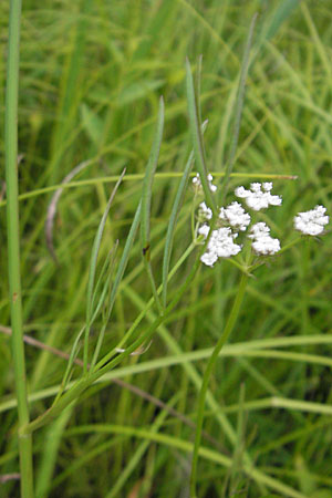 Oenanthe lachenalii \ Wiesen-Wasserfenchel, Lachenals Wasserfenchel / Parsley Water Dropwort, D Offenburg 27.7.2009