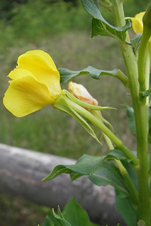 Oenothera suaveolens ? \ Wohlriechende Nachtkerze, D Sandhausen 23.6.2011