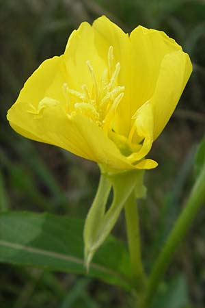 Oenothera suaveolens ? \ Wohlriechende Nachtkerze, D Sandhausen 23.6.2011