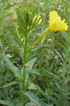 Oenothera suaveolens ? \ Wohlriechende Nachtkerze, D Sandhausen 23.6.2011