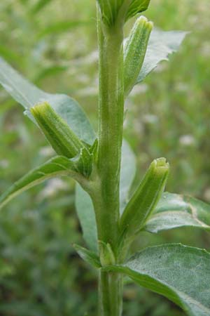 Oenothera suaveolens ? \ Wohlriechende Nachtkerze / Smelling Evening Primrose, D Sandhausen 23.6.2011