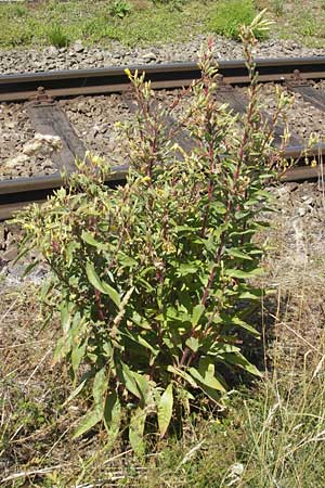 Oenothera ersteinensis \ Ersteiner Nachtkerze, D Kehl 9.7.2011