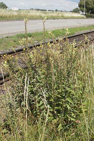 Oenothera ersteinensis / Erstein Evening Primrose, D Kehl 9.7.2011