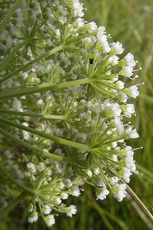 Selinum carvifolia \ Kmmelblttrige Silge / Cambridge Milk Parsley, D Pfalz, Bellheim 23.7.2011