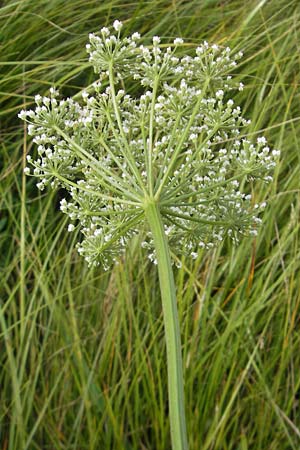 Selinum carvifolia \ Kmmelblttrige Silge / Cambridge Milk Parsley, D Pfalz, Bellheim 23.7.2011