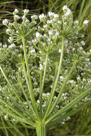 Selinum carvifolia \ Kmmelblttrige Silge / Cambridge Milk Parsley, D Pfalz, Bellheim 23.7.2011