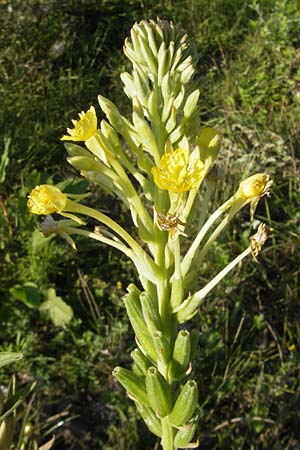 Oenothera deflexa \ Abgebogene Nachtkerze, D Mannheim 10.8.2011