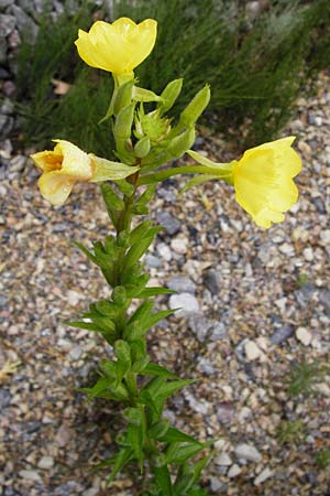 Oenothera rubriaxis \ Rotachsige Nachtkerze / Red-Axis Evening Primrose, D Odenwald, Mörlenbach 5.8.2014