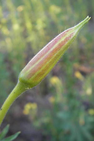 Oenothera fallax \ Tuschende Nachtkerze / Intermediate Evening Primrose, D Mannheim 11.7.2011