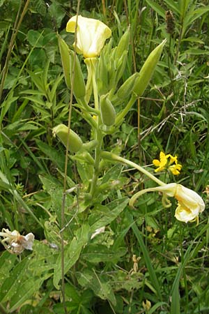 Oenothera oehlkersii \ Oehlkers-Nachtkerze / Oehlkers' Evening Primrose, D Kehl-Goldscheuer 9.7.2011