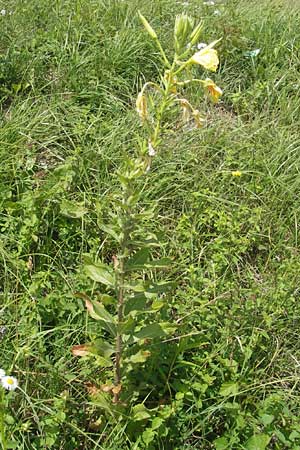 Oenothera oehlkersii \ Oehlkers-Nachtkerze, D Kehl-Goldscheuer 9.7.2011