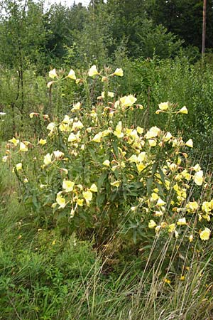 Oenothera glazioviana \ Rotkelchige Nachtkerze / Large-Flowered Evening Primrose, D Graben-Neudorf 28.7.2014