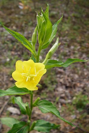 Oenothera scandinavica ? / Scandinavian Evening Primrose, D Hanau 3.8.2014