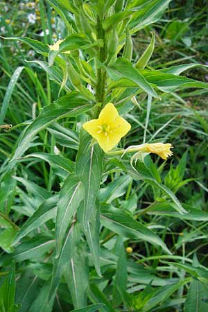 Oenothera scandinavica ? / Scandinavian Evening Primrose, D Hanau 3.8.2014