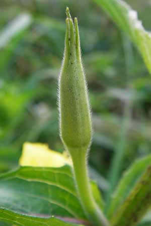 Oenothera scandinavica ? / Scandinavian Evening Primrose, D Hanau 3.8.2014