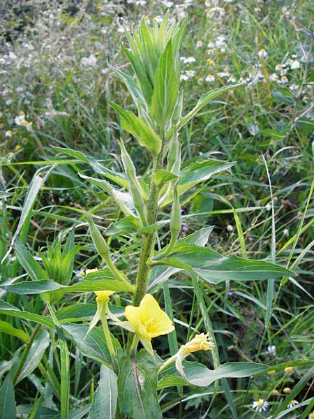 Oenothera scandinavica ? / Scandinavian Evening Primrose, D Hanau 3.8.2014