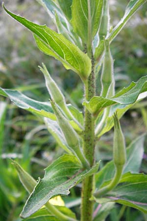 Oenothera scandinavica ? / Scandinavian Evening Primrose, D Hanau 3.8.2014