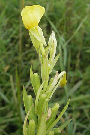 Oenothera deflexa \ Abgebogene Nachtkerze, D Gondelsheim 12.8.2011