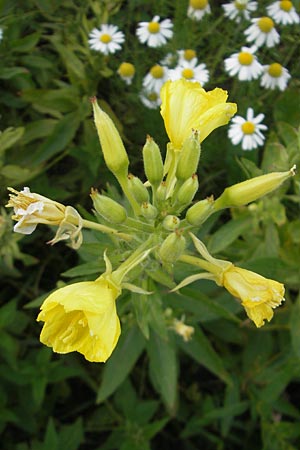 Oenothera deflexa \ Abgebogene Nachtkerze / Leipzig Evening Primrose, D Gondelsheim 12.8.2011