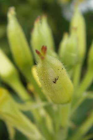 Oenothera deflexa \ Abgebogene Nachtkerze / Leipzig Evening Primrose, D Gondelsheim 12.8.2011