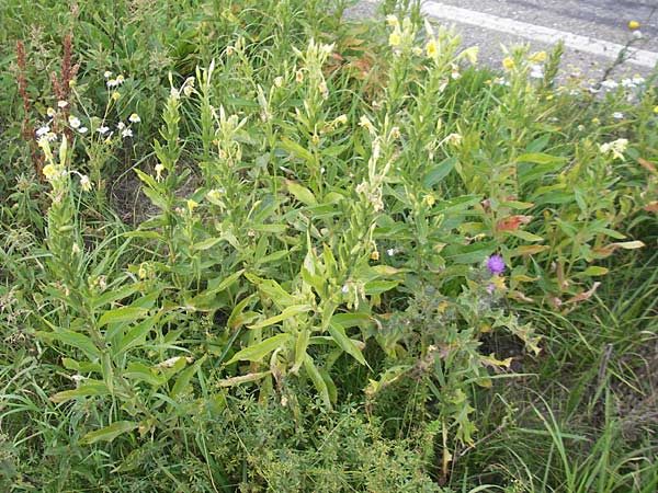 Oenothera deflexa \ Abgebogene Nachtkerze, D Gondelsheim 12.8.2011