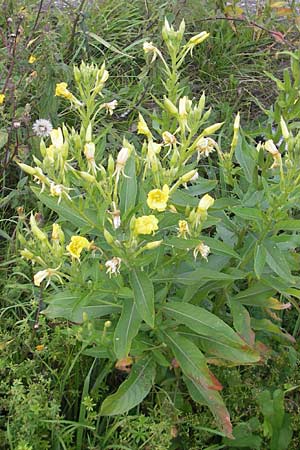 Oenothera deflexa \ Abgebogene Nachtkerze / Leipzig Evening Primrose, D Gondelsheim 12.8.2011