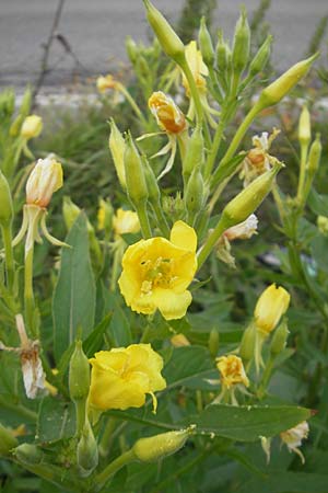 Oenothera deflexa \ Abgebogene Nachtkerze, D Gondelsheim 12.8.2011