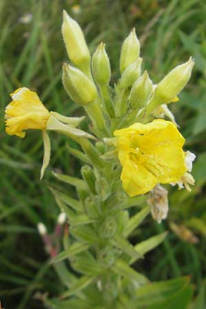 Oenothera deflexa \ Abgebogene Nachtkerze / Leipzig Evening Primrose, D Gondelsheim 12.8.2011