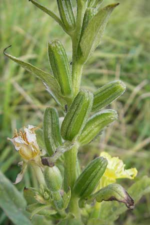 Oenothera deflexa \ Abgebogene Nachtkerze, D Gondelsheim 12.8.2011