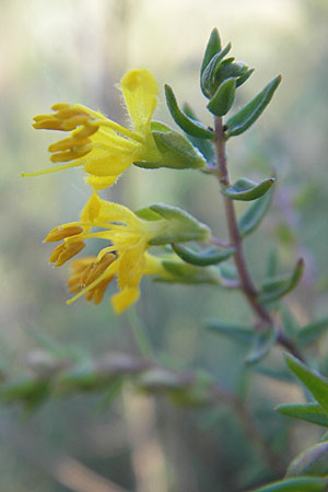 Odontites luteus \ Gelber Zahntrost / Yellow Bartsia, D Sandhausen 20.8.2010