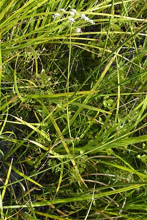Oenanthe lachenalii / Parsley Water Dropwort, D Kehl 7.9.2011