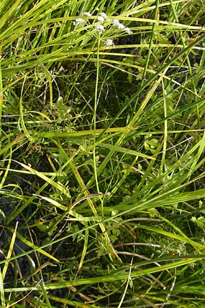 Oenanthe lachenalii \ Wiesen-Wasserfenchel, Lachenals Wasserfenchel / Parsley Water Dropwort, D Kehl 7.9.2011