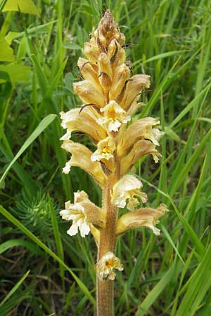 Orobanche lutea \ Gelbe Sommerwurz / Yellow Broomrape, D Hemsbach 11.5.2012