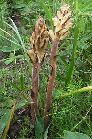 Orobanche lutea \ Gelbe Sommerwurz, D Hemsbach 11.5.2012