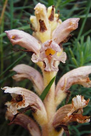 Orobanche alsatica subsp. libanotidis \ Bartlings Sommerwurz / Bartling's Broomrape, D Fridingen 8.7.2014