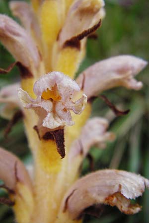 Orobanche alsatica subsp. libanotidis \ Bartlings Sommerwurz, D Fridingen 8.7.2014